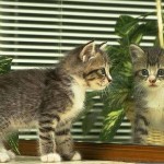 Bir kediyi okşamanın kan basıncını düşürdüğü bilimsel olarak ispatlanmıştır.