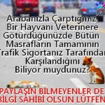 Arabayla Bir Hayvana Çarparsanız...