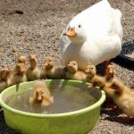 Her Ailenin Bir Yaramaz Çocuğu Vardır