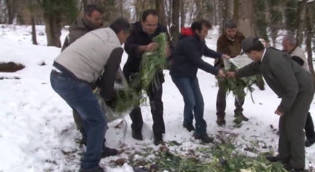 Karda aç kalan hayvanlara yiyecek bırakıldı