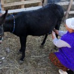 Eşek sütünün kansere faydası var mı?