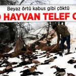Şırnak'ta 1500 Kuzu ve Koyun Telef Oldu