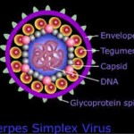 Herpes Virüs Ailesi