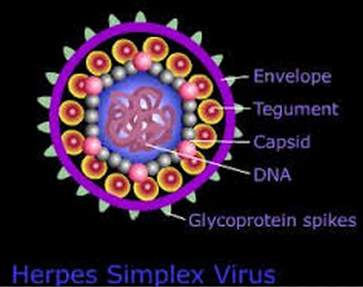 Herpes Virüs Ailesi