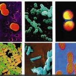 Soğukta Etkin Olan Mikro Organizmalar