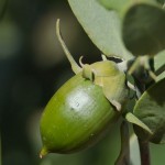 jojoba
