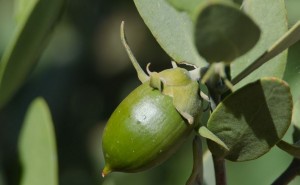 jojoba