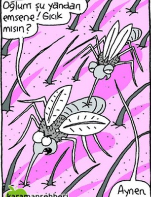 sivrisinekler