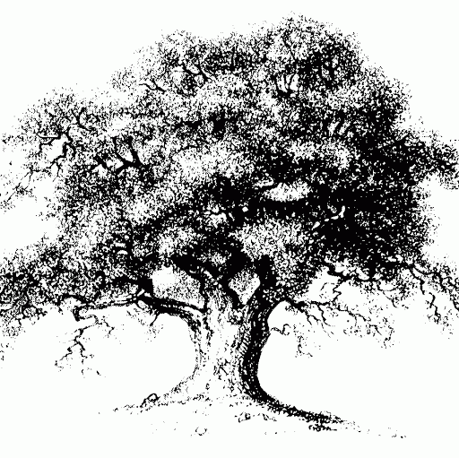 çınar ağacı