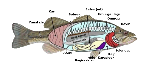 DİFİSERK