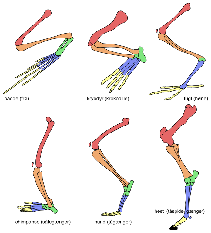 DİGİTİGRAD sıf. (fr. digitigrade). Yürürken parmaklarının bütün kısımlarıyle yere basan hayvanlar için denir