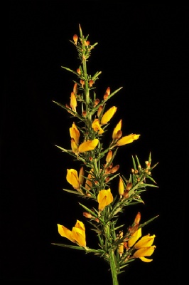 DİKENLİ katırtırnağı blş. i. Ulex cinsinden bitki türü. (Baklagillerden.)DİKENLİ katırtırnağı blş. i. Ulex cinsinden bitki türü. (Baklagillerden.)