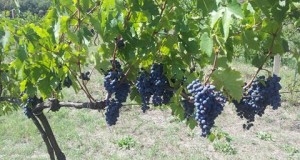 DOLCETTO