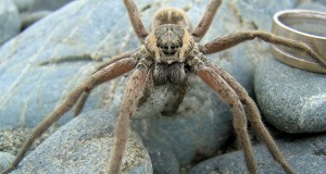 DOLOMEDES