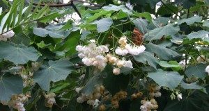 DOMBEYA