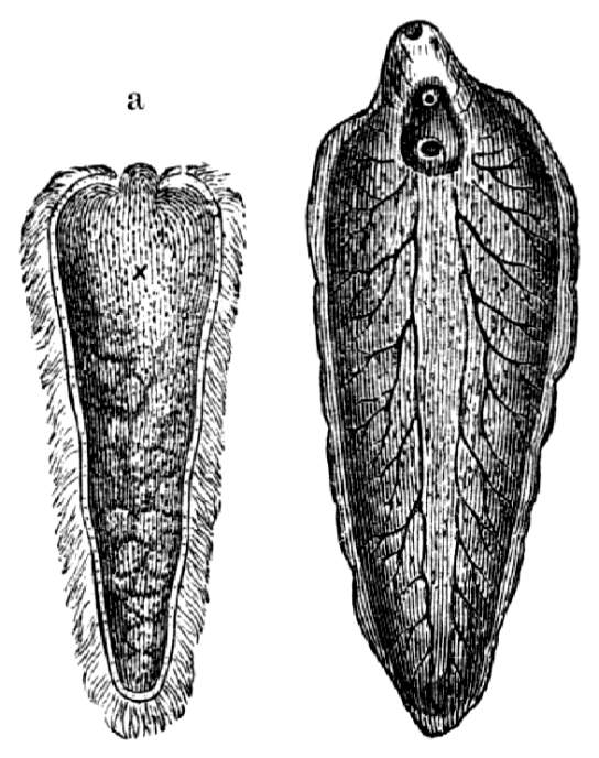 DİSTOMUM