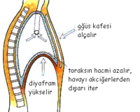 DİYAFRAM