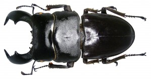 DORCUS