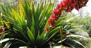 DORYANTHES