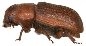 DENDROCTONUS