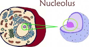 NUCLEUS