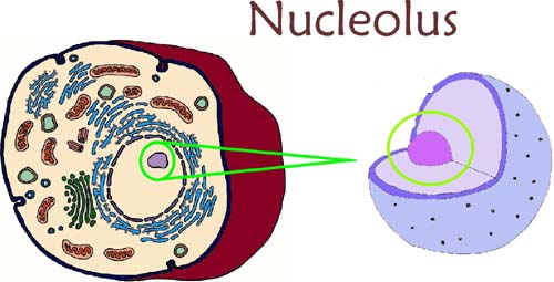 NUCLEUS 