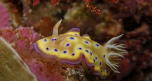 NUDİBRANCHIATA