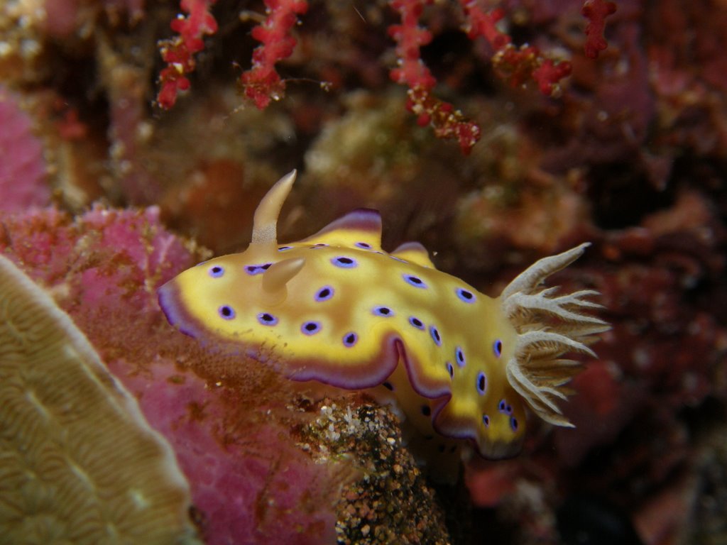 NUDİBRANCHIATA