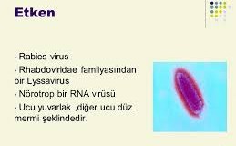 NÖROPRORAZ1 i. (fr. neuroprobasie)