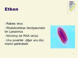 NÖROPRORAZ1 i. (fr. neuroprobasie)