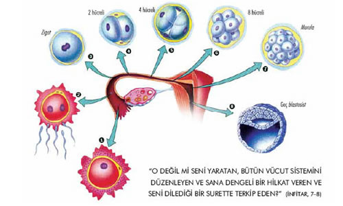 NÖROTAKTİZM