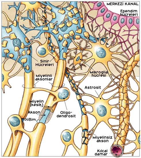 nöroglia