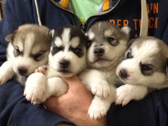 4-beautiful-blue-eyed-siberian-husky-puppies-5682e0aa0f59d