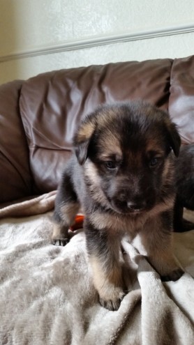 adorable-german-shepherd-puppies-569473dc99a77