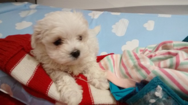 beautiful-kc-maltese-puppies-565c22768aea6