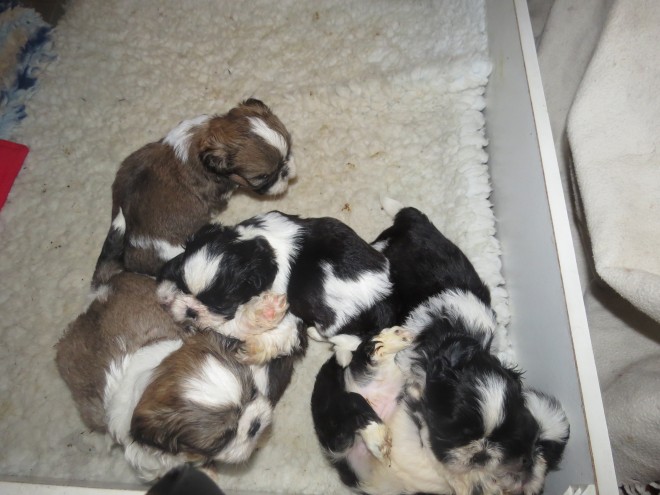 beautiful-parti-coloured-shih-tzu-puppies-for-sale-567d2af0d0b79