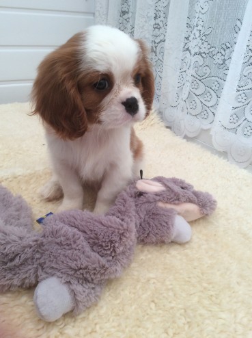 cavalier-king-charles-puppies-5695216335680