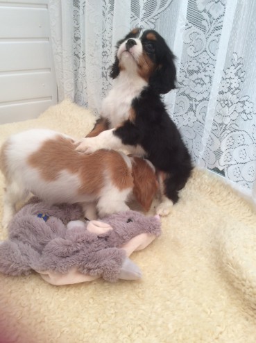 cavalier-king-charles-puppies-5695216d1d062