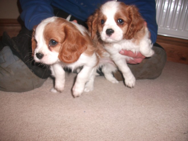 for-sale-blenheim-cavalier-king-charles-spaniel-569805122c17f