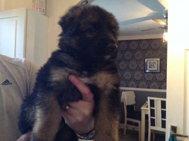 german-shepherd-pups-56923fca9d340