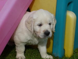 golden-retriever-puppies-5665e0fcc499a