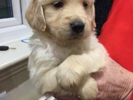 goldendoodle-puppies-5693cb22d7330