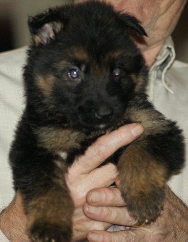 long-haired-german-shepherds-puppies-for-sale-56881a3d6e16b