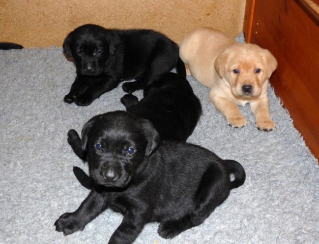 pedigree-labrador-retriever-pups-568d891cb1620