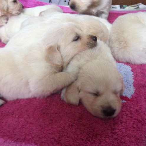 registered-golden-retriever-puppies-56893d2cd6e7d