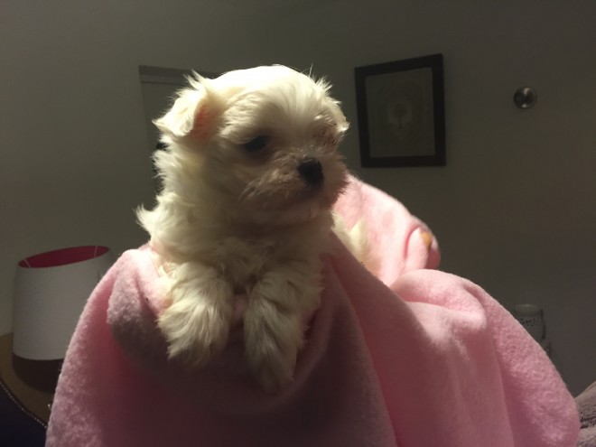 teacup-maltese-girl-5682e904ddd55