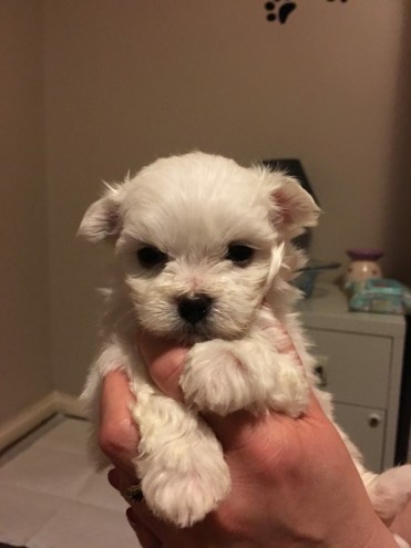 2-male-maltese-terrier-puppies-for-sale-568a9a4844438