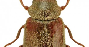 OCHİNA (Ochina ptinoides)