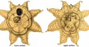 OCTACNEMUS