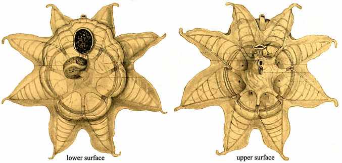 OCTACNEMUS